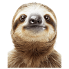 Sloth