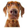 Vizsla