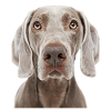 Weimaraner