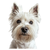 West Highland White Terrier