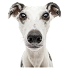 Whippet