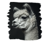 Alpaca Alpacas Alpaca
