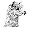 Alpaca Alpacas Alpaca
