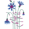 Cornflower