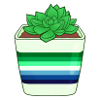 Gay Succulent