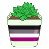 Ace Succulent