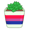 Bi Succulent