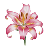 Stargazer Lily Oriental
