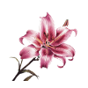 Stargazer Lily