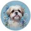 Blue Shih Tzu