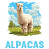 Alpaca Alpakas Alpaka