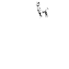 Alpaca Alpakas Alpaka