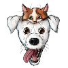 Dog Cat Face