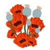 Funny Red Poppy