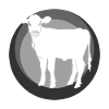 Vegan Organic Vegan