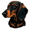 Dachshund