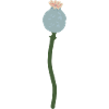 Mohn Kapsel
