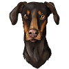 Doberman