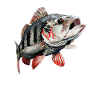 Perch