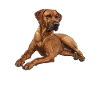 Rhodesian Ridgeback NEVER Sture Ridgebacks
