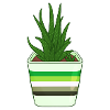 Aro Succulent