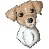 Terrier 11