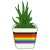 Pride Succulent