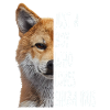 Shiba Inu