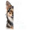 Swedish Vallhund