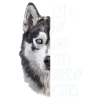 Siberian Husky