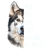 Alaskan Malamute