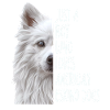 American Eskimo Dog