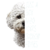 Bichon Frisé