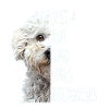 Bolognaise