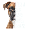Boxer