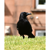 Crow Enthusiast 2