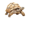 African Sulcata Tortoise