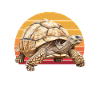 African Sulcata Tortoise