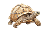African Sulcata Tortoise
