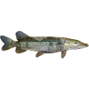 Pike