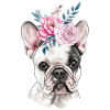 Bouledogue français