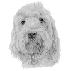 Bichon Havanaise sticker