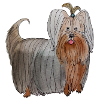 Yorkshire terrier Sticker