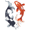 Koi Carp