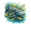 Alligatoren Alligator