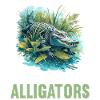 Alligatoren Alligator