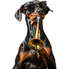 Doberman Pinscher Trumpet
