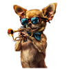 Trompette Chihuahua