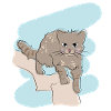 Illustrated design with wildcat