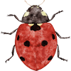 Ladybird